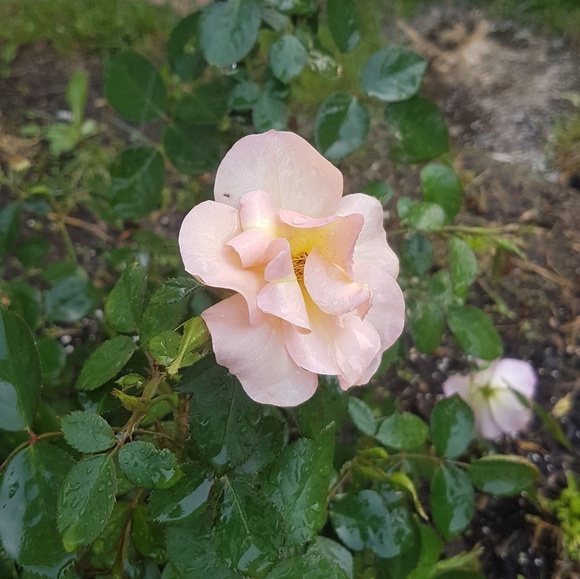 Meet your Posher, Mckenzie - Picture 1 of 1